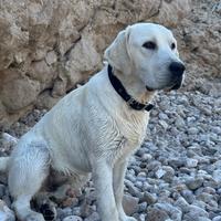 Labrador con pedigree ENCI per accoppiamento