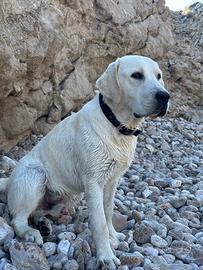 Labrador con pedigree ENCI per accoppiamento
