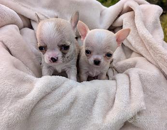 Mini cuccioli chihuahua, allevamento enci
