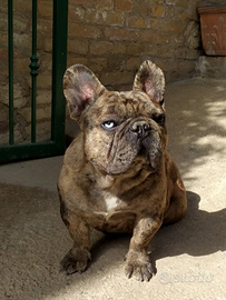 Bulldog Francese