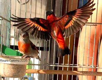 Cardinalini del Venezuela
