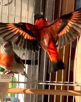 Cardinalini del Venezuela