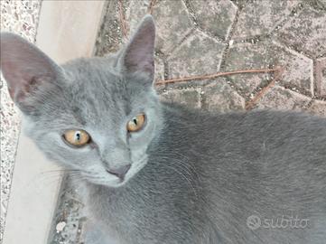 Perla ti sta aspettando
