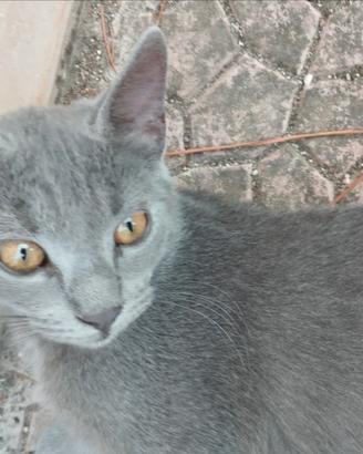 Perla ti sta aspettando