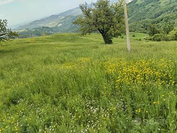 Terreno agricolo con TITOLI castelli