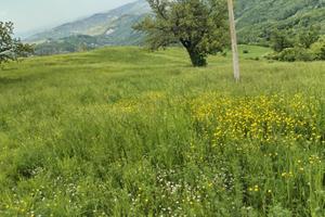 Terreno agricolo con TITOLI castelli