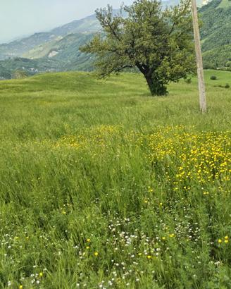 Terreno agricolo con TITOLI castelli