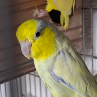 Forpus