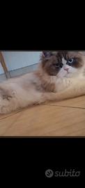 Gatto persiano 