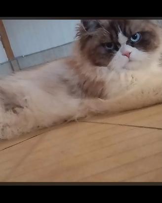 Gatto persiano 