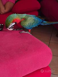 Pappagallo ara