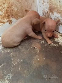 Cuccioli di chihuahua