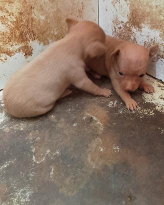 Cuccioli di chihuahua