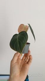 pianta philodendron melanocrisum