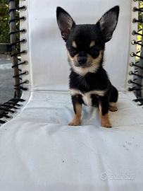 Chihuahua cuccioli e adulti con microchip