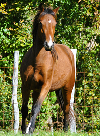 Cavalla puledra per tutti