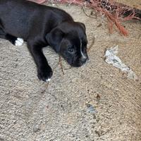 Cucciola meticcia mamma boxer