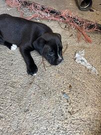 Cucciola meticcia mamma boxer