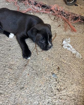 Cucciola meticcia mamma boxer
