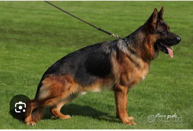 Cuccioli cucciolo pastore tedesco pedigree