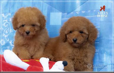 ? Cuccioli di Barboncino Toy e Mini Toy: Garanzia