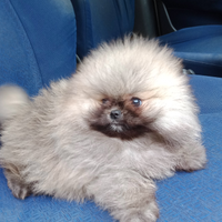 Spitz femmina con pedigree