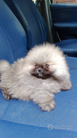 Spitz femmina con pedigree