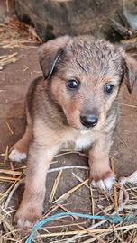 Cuccioli cane taglia media