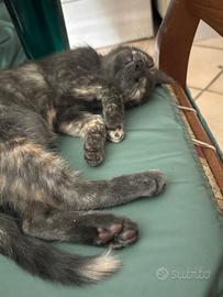 Gattina