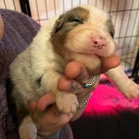 Cuccioli pastore australiano