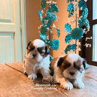 Shihtzu cuccioli