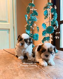 Shihtzu cuccioli
