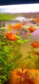 Coppia Xiphophorus helleri gold o pineapple