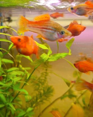 Coppia Xiphophorus helleri gold o pineapple