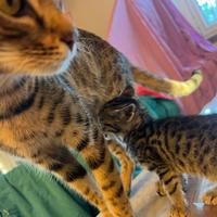 Venduta . Savannah F5 piccola di 1/2