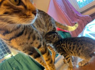 Venduta . Savannah F5 piccola di 1/2