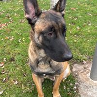 Malinois pastore belga
