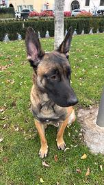 Malinois pastore belga
