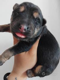 Cucciolata pastore tedesco schiena dritta
