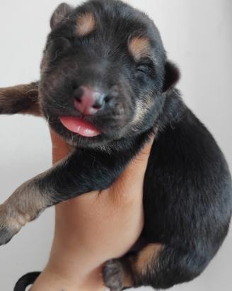 Cucciolata pastore tedesco schiena dritta