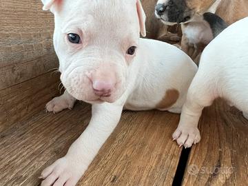 Cuccioli Pitbull