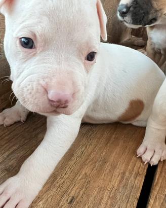 Cuccioli Pitbull