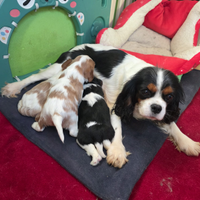 Cavalier king charles spaniel