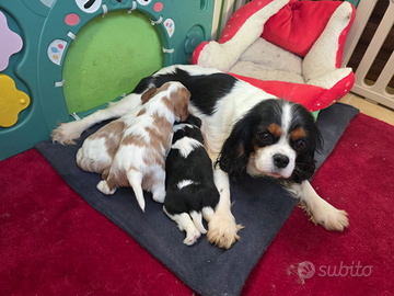 Cavalier king charles spaniel