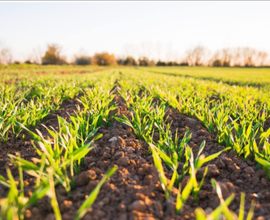 Terreno agricolo