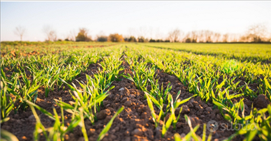 Terreno agricolo