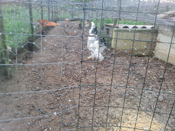 Brahma gigante bianco Columbia