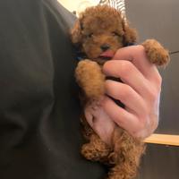 Barbincino toy fulvo con pedigree enci