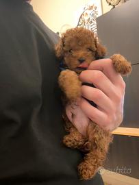 Barbincino toy fulvo con pedigree enci