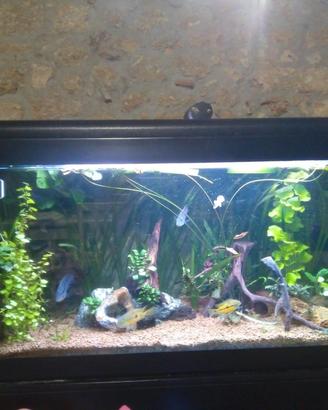 acquario